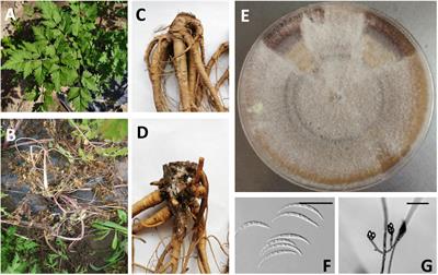 Distribution, pathogenicity and disease control of Fusarium tricinctum